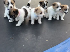 Jack Russell