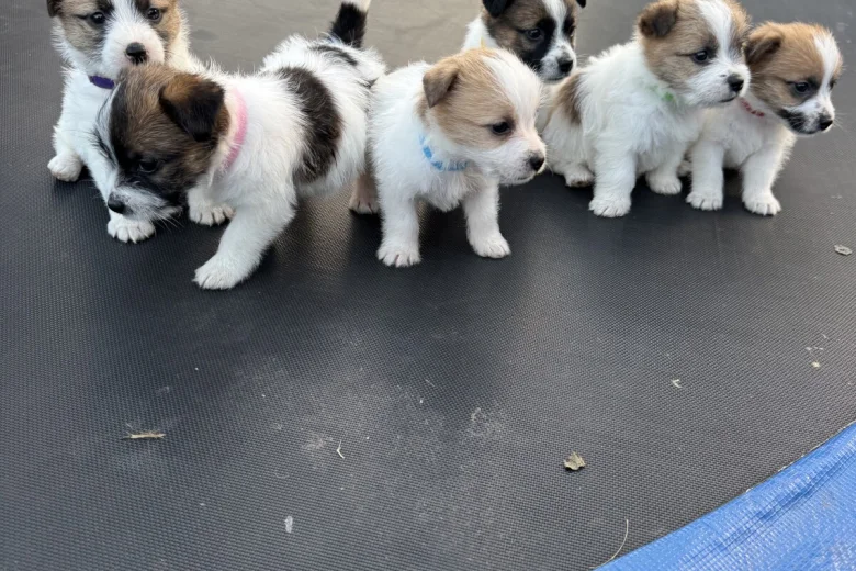 Jack Russell