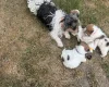 Jack Russell