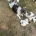 Jack Russell