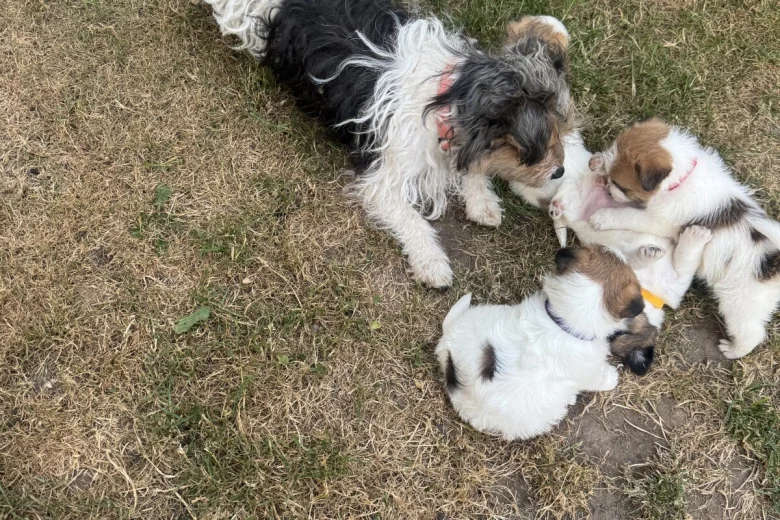 Jack Russell