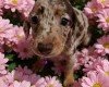 Dachshund (Smooth Haired)