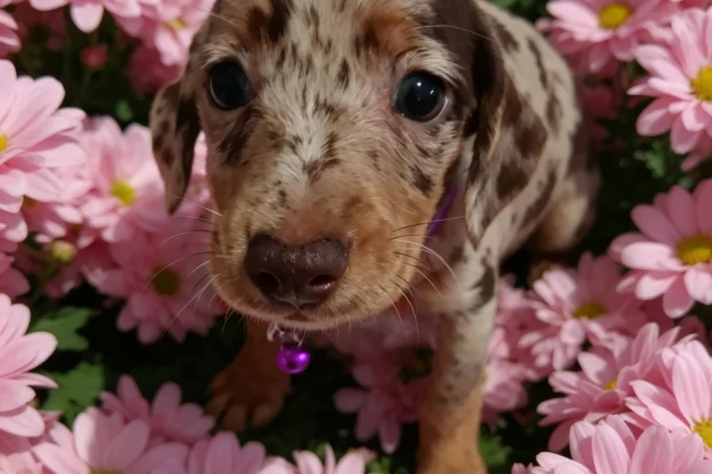Dachshund (Smooth Haired)