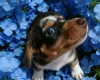 Dachshund (Smooth Haired)