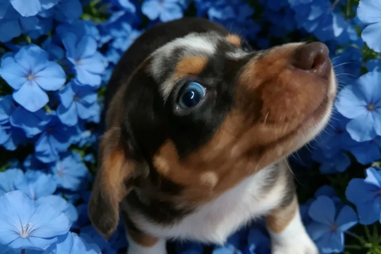 Dachshund (Smooth Haired)