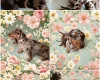 Dachshund (Smooth Haired)