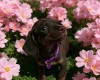 Dachshund (Smooth Haired)