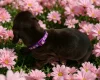Dachshund (Smooth Haired)