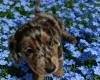 Dachshund (Smooth Haired)