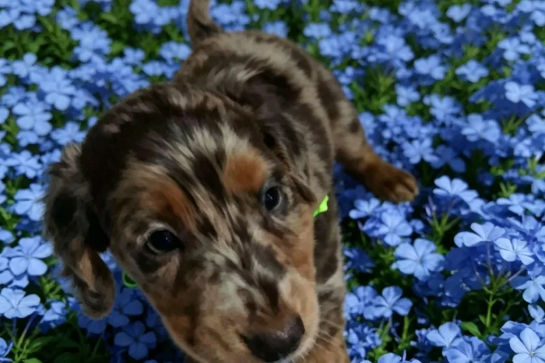 Dachshund (Smooth Haired)