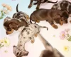Dachshund (Smooth Haired)