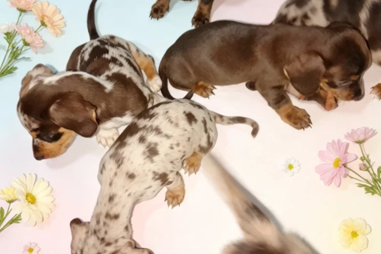 Dachshund (Smooth Haired)