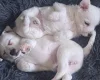 Jack Russell