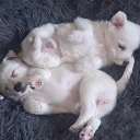 Jack Russell