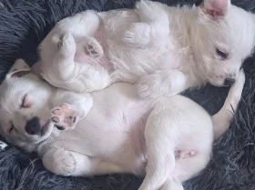 Jack Russell
