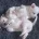 Jack Russell