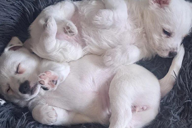 Jack Russell