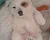 Jack Russell