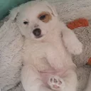 Jack Russell
