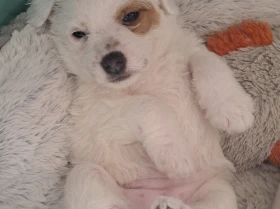 Jack Russell