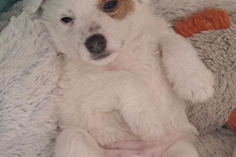 Jack Russell