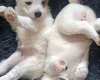 Jack Russell