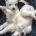 Jack Russell