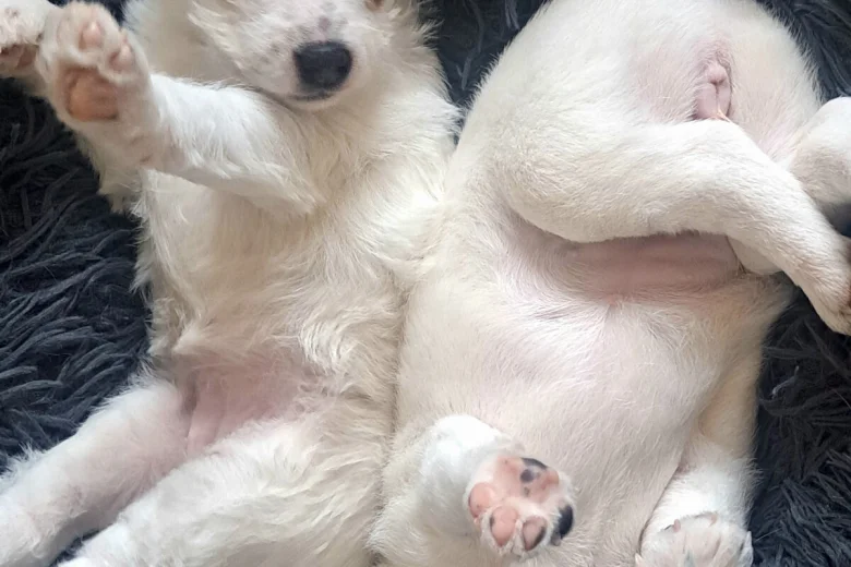 Jack Russell