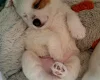 Jack Russell