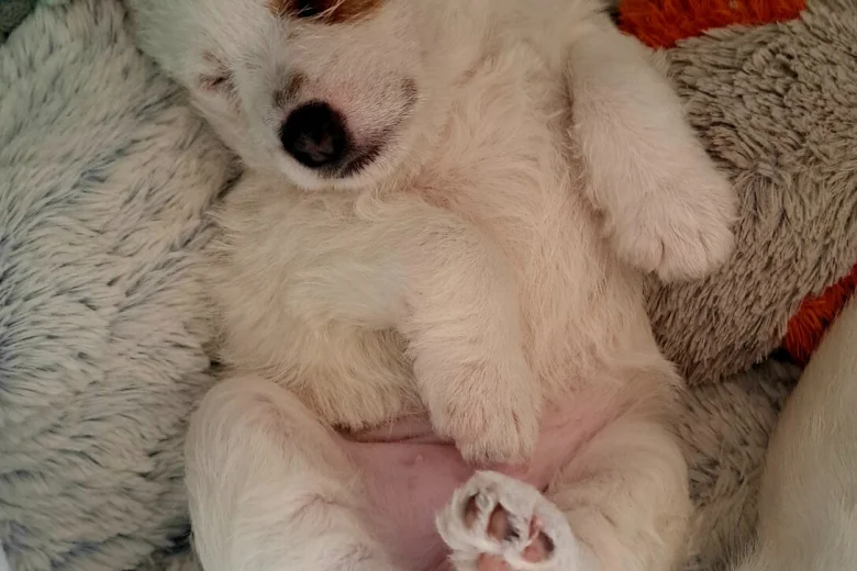 Jack Russell
