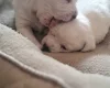 Jack Russell