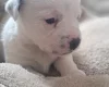 Jack Russell
