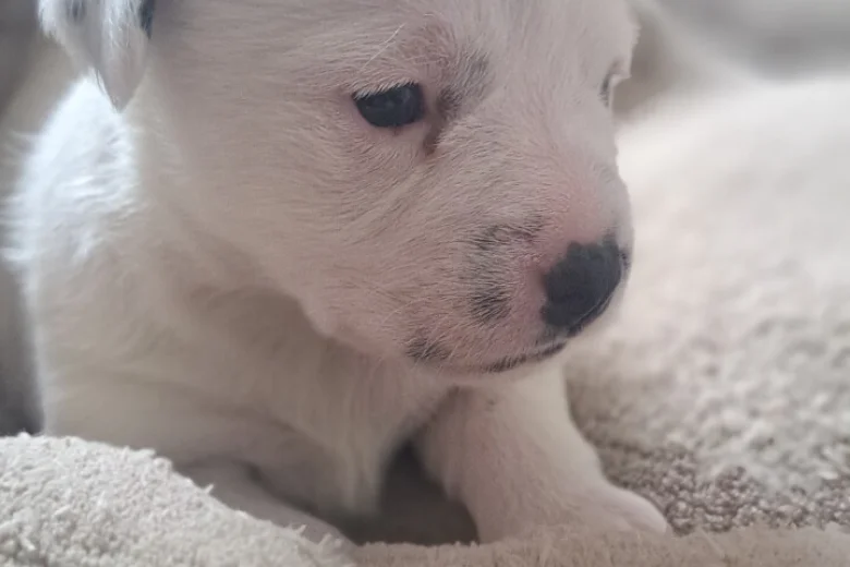 Jack Russell