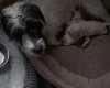 Jack Russell