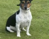 Jack Russell
