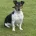 Jack Russell