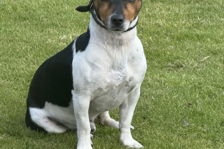Jack Russell