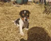 Jack Russell
