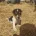 Jack Russell