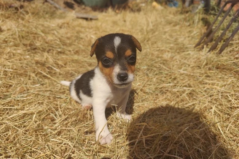 Jack Russell