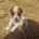 Jack Russell
