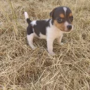 Jack Russell