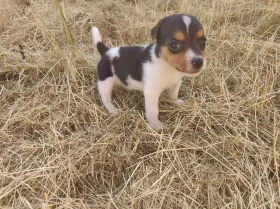 Jack Russell