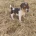 Jack Russell