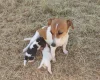 Jack Russell