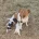Jack Russell