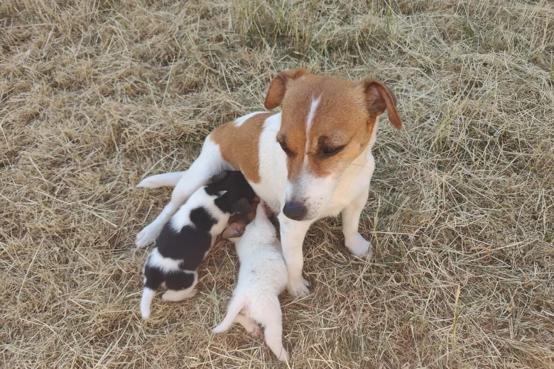 Jack Russell