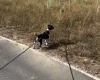Jack Russell