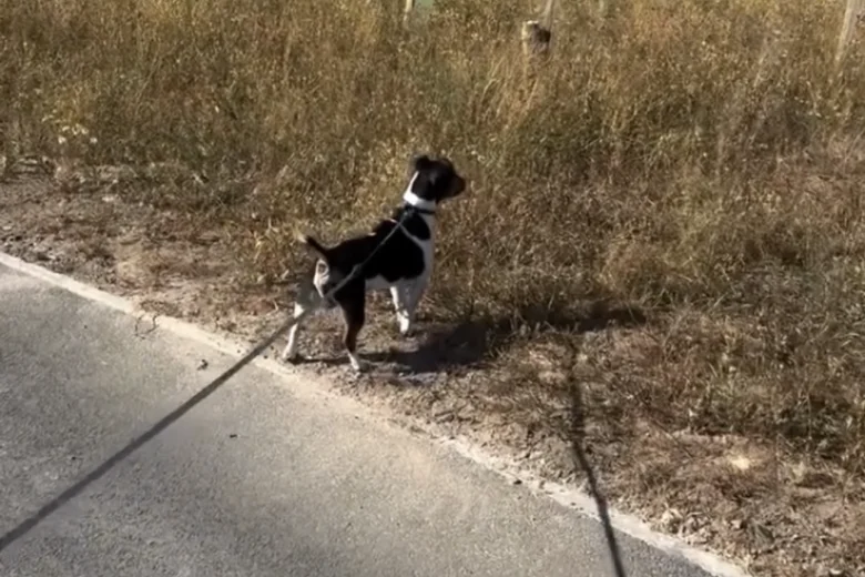 Jack Russell