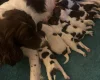 English Springer Spaniel